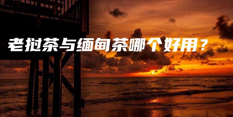 老撾茶與緬甸茶哪個好用？插圖