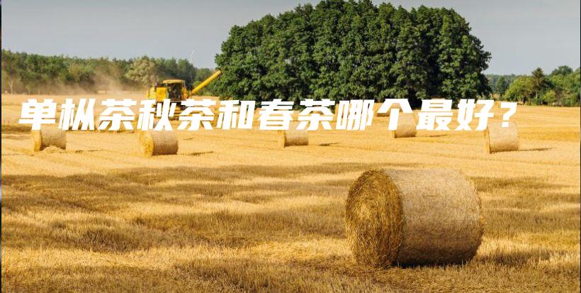 單樅茶秋茶和春茶哪個最好？插圖