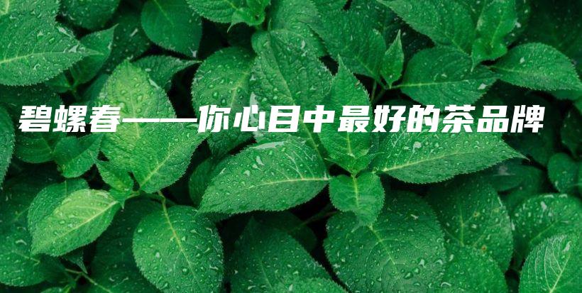 碧螺春——你心目中最好的茶品牌插圖