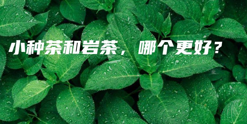 小種茶和巖茶，哪個(gè)更好？插圖