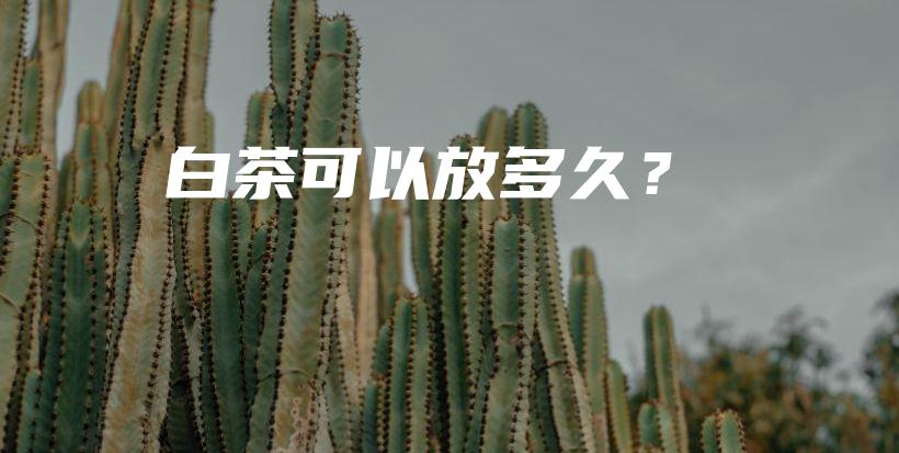 白茶可以放多久？插圖