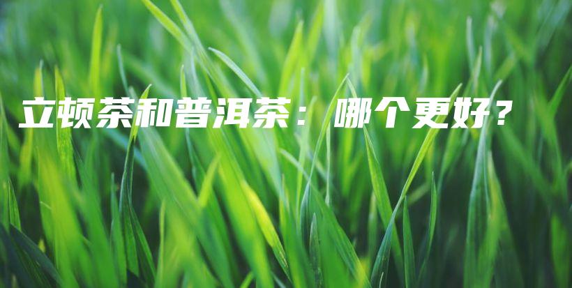 立頓茶和普洱茶：哪個(gè)更好？插圖