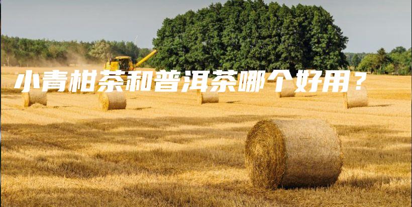 小青柑茶和普洱茶哪個好用？插圖