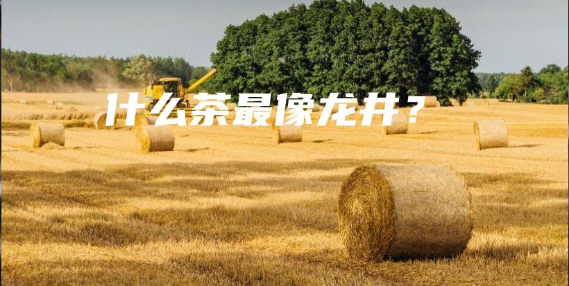 什么茶最像龍井？插圖