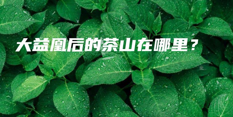 大益凰后的茶山在哪里？插圖