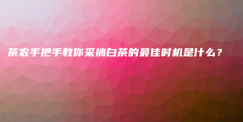 茶農手把手教你采摘白茶的最佳時機是什么？插圖