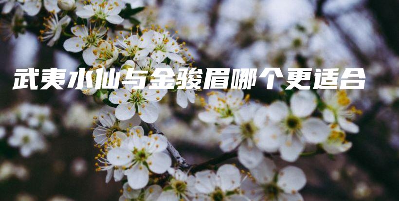武夷水仙與金駿眉哪個更適合插圖