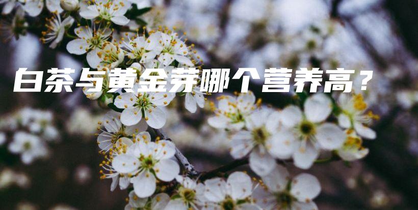 白茶與黃金芽哪個營養(yǎng)高？插圖