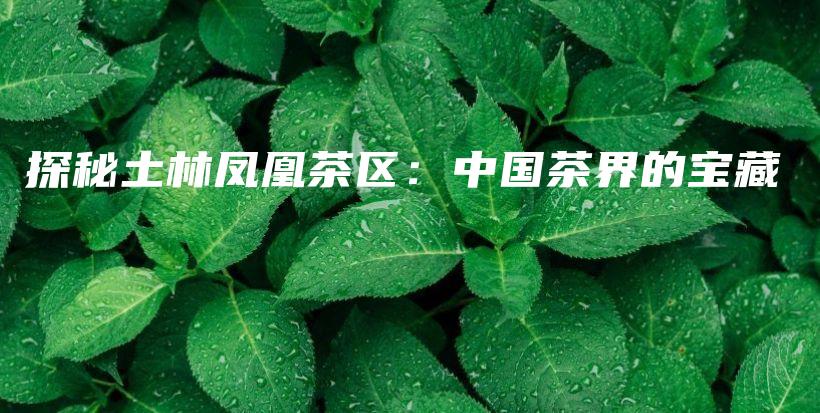 探秘土林鳳凰茶區(qū)：中國茶界的寶藏插圖