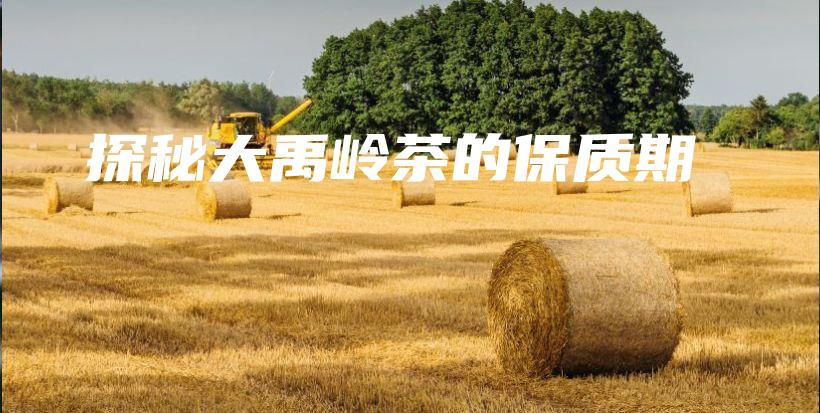 探秘大禹嶺茶的保質期插圖