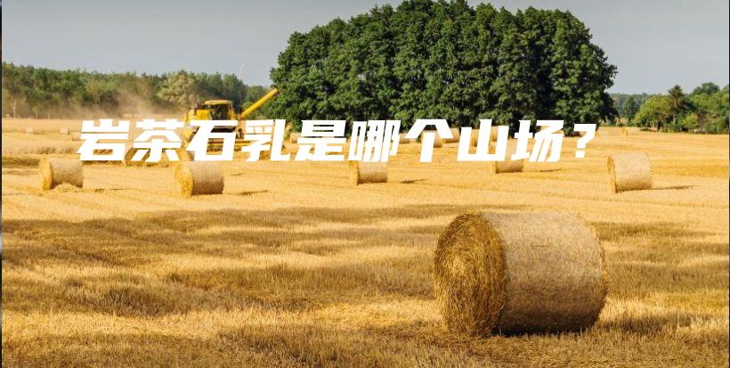 巖茶石乳是哪個(gè)山場(chǎng)？插圖