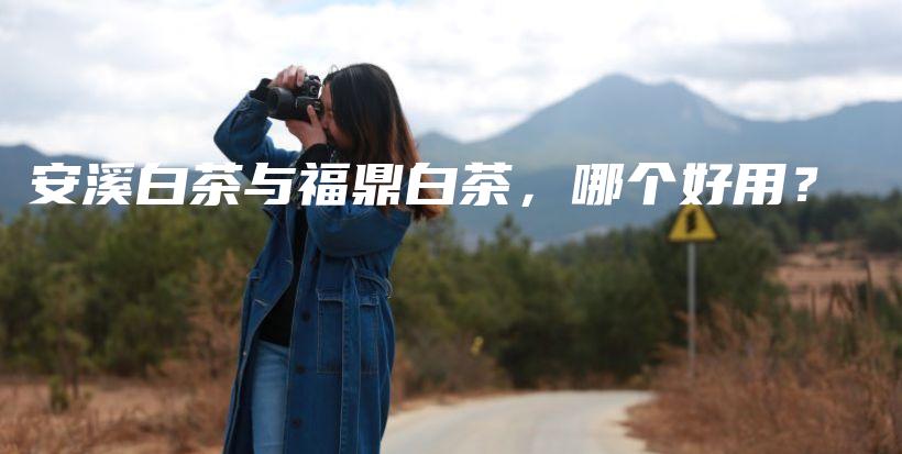 安溪白茶與福鼎白茶，哪個好用？插圖