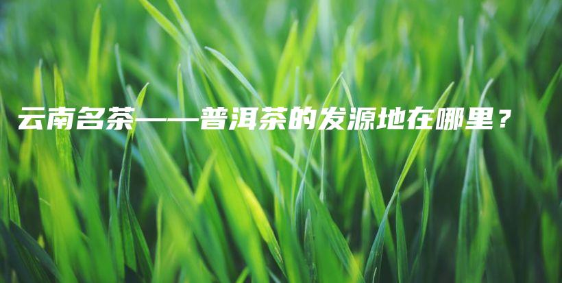 云南名茶——普洱茶的發(fā)源地在哪里？插圖