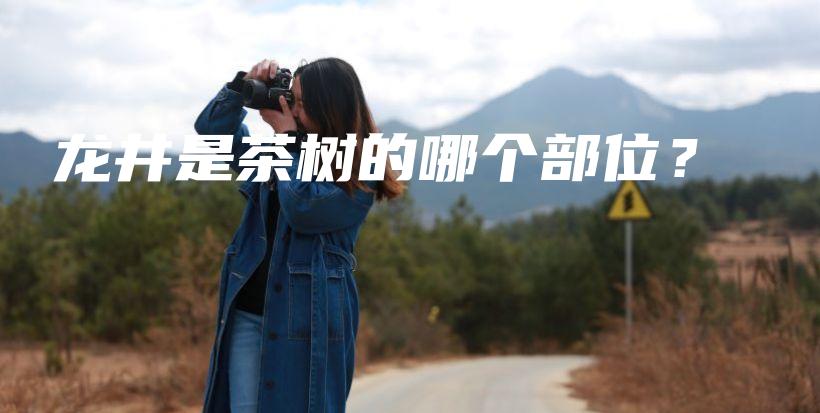 龍井是茶樹的哪個部位？插圖