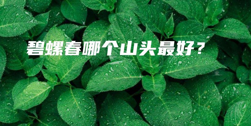 碧螺春哪個山頭最好？插圖