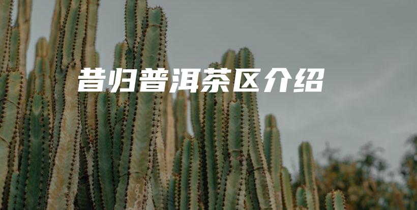 昔歸普洱茶區(qū)介紹插圖