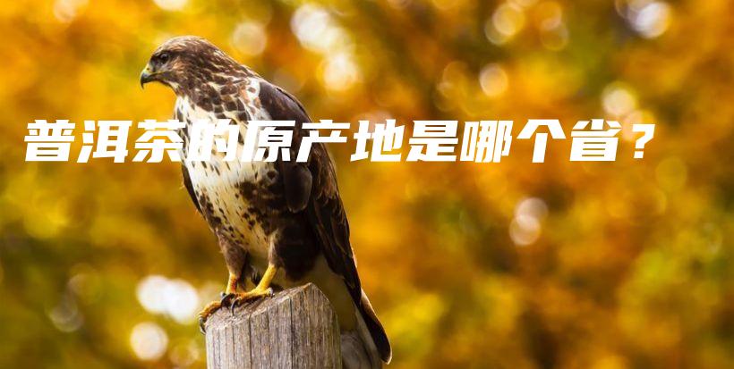普洱茶的原產(chǎn)地是哪個??？插圖