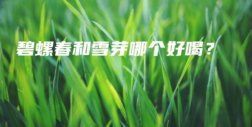 碧螺春和雪芽哪個好喝？插圖
