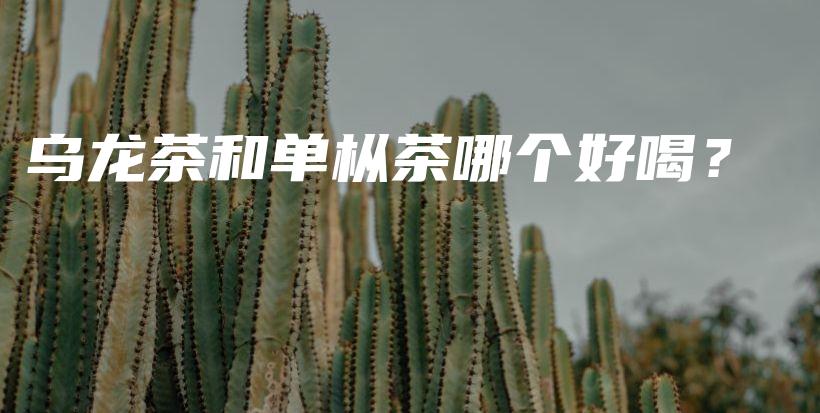 烏龍茶和單樅茶哪個好喝？插圖