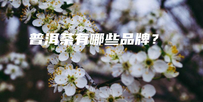 普洱茶有哪些品牌？插圖