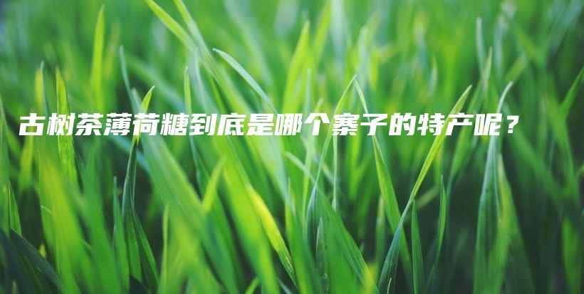 古樹(shù)茶薄荷糖到底是哪個(gè)寨子的特產(chǎn)呢？插圖