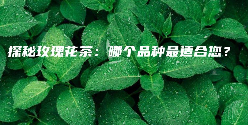 探秘玫瑰花茶：哪個(gè)品種最適合您？插圖