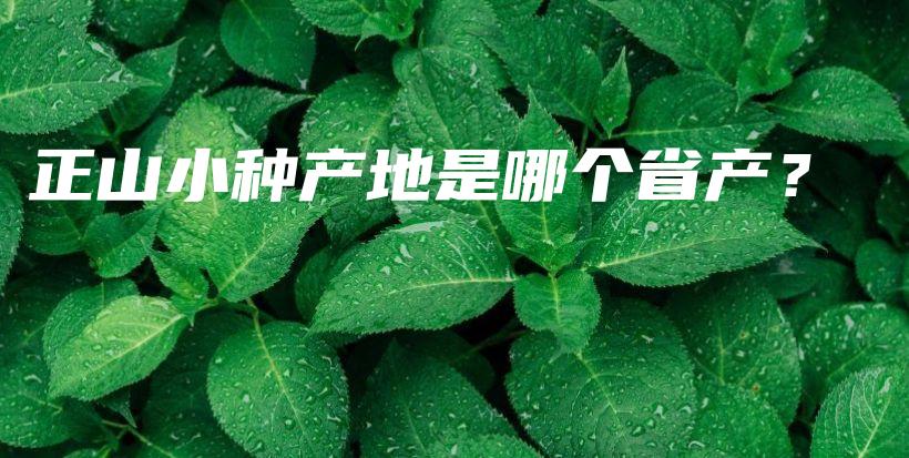 正山小種產(chǎn)地是哪個(gè)省產(chǎn)？插圖