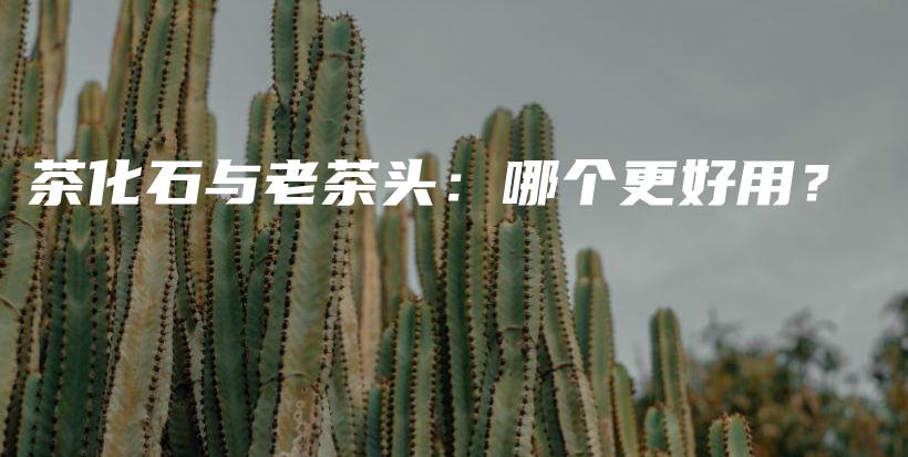茶化石與老茶頭：哪個(gè)更好用？插圖