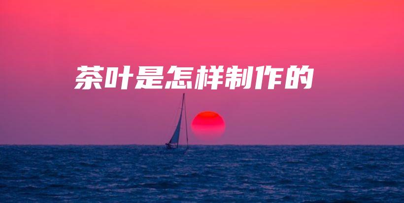 茶葉是怎樣制作的插圖
