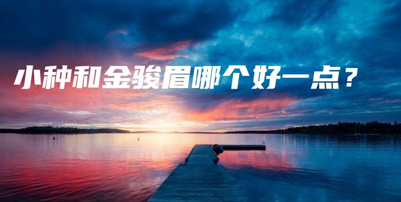 小種和金駿眉哪個好一點？插圖