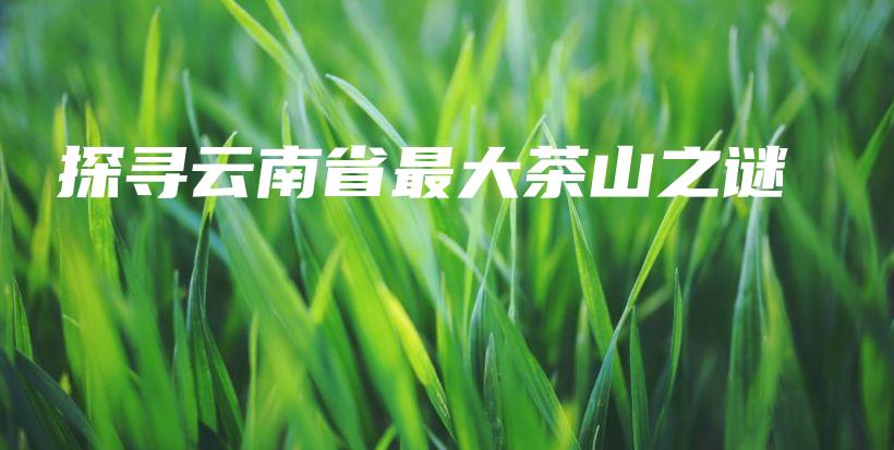 探尋云南省最大茶山之謎插圖