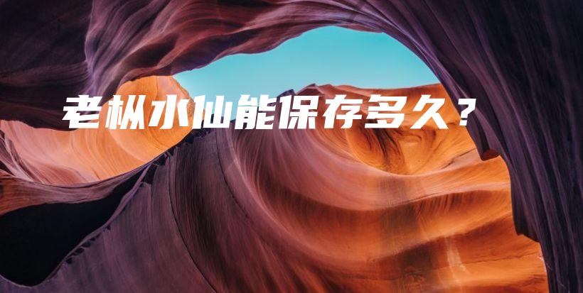 老樅水仙能保存多久？插圖