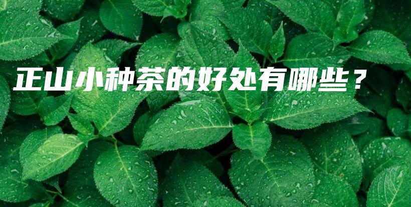 正山小種茶的好處有哪些？插圖