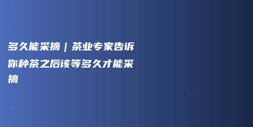 多久能采摘｜茶業(yè)專家告訴你種茶之后該等多久才能采摘插圖