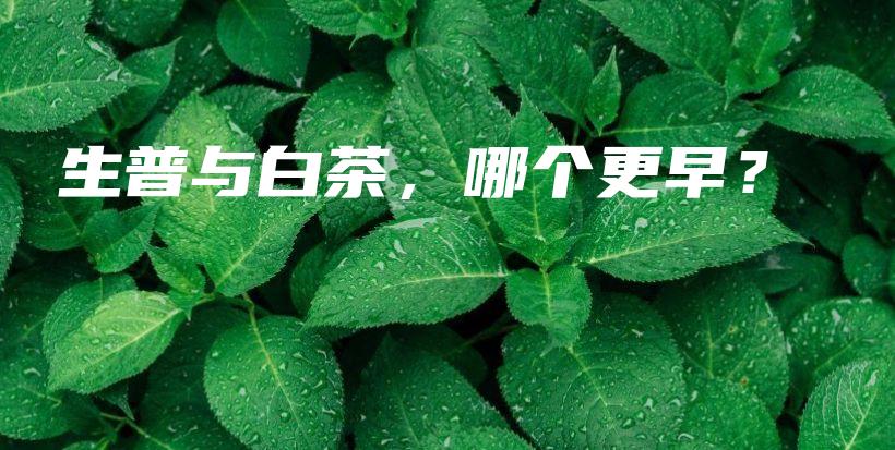 生普與白茶，哪個(gè)更早？插圖