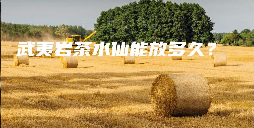 武夷巖茶水仙能放多久？插圖