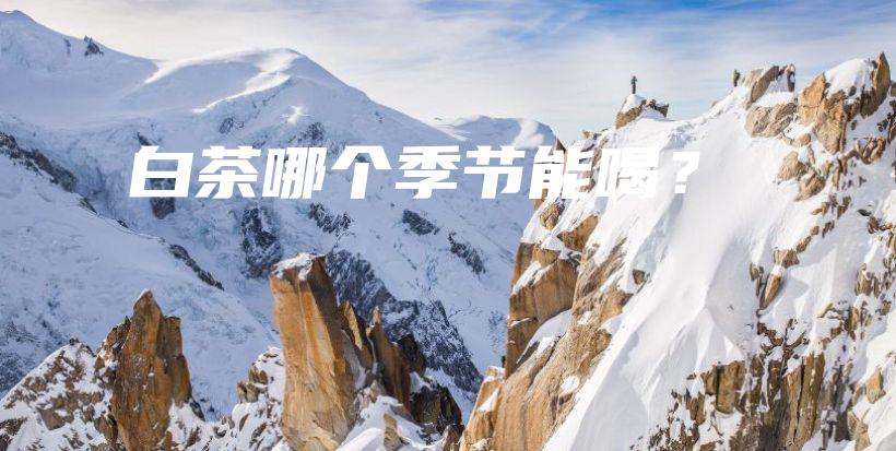 白茶哪個季節(jié)能喝？插圖