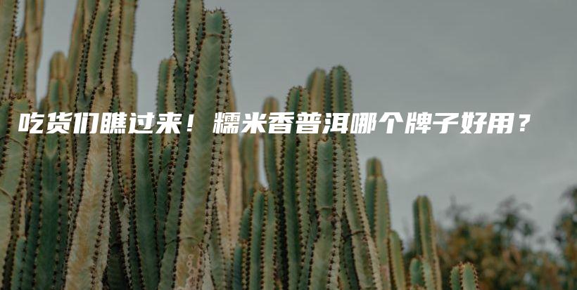 吃貨們瞧過來！糯米香普洱哪個牌子好用？插圖