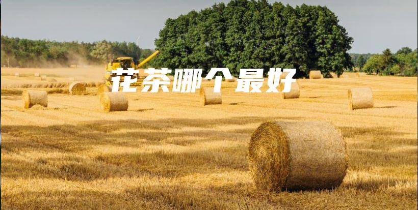 花茶哪個最好插圖