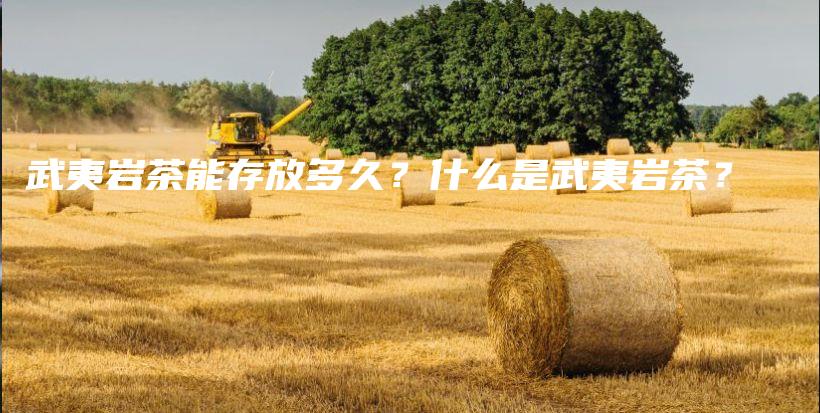 武夷巖茶能存放多久？什么是武夷巖茶？插圖