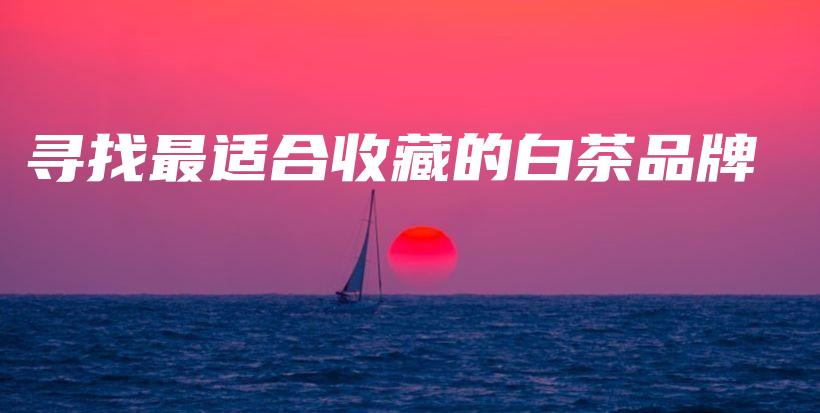 尋找最適合收藏的白茶品牌插圖