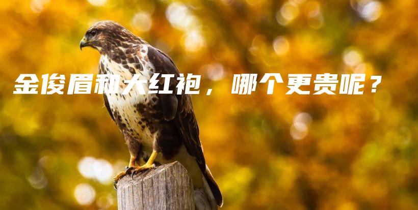 金俊眉和大紅袍，哪個更貴呢？插圖