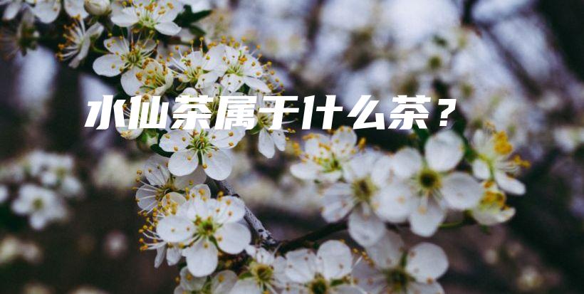 水仙茶屬于什么茶？插圖