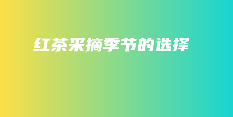 紅茶采摘季節(jié)的選擇插圖