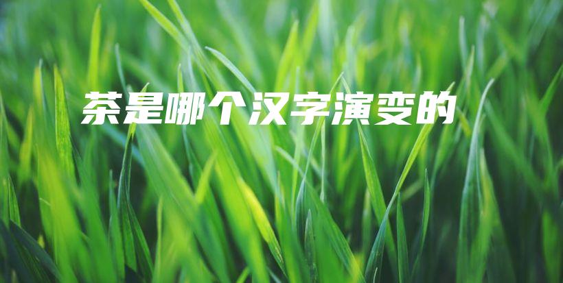 茶是哪個漢字演變的插圖