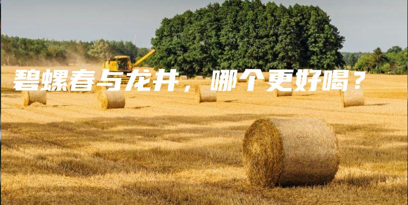 碧螺春與龍井，哪個更好喝？插圖