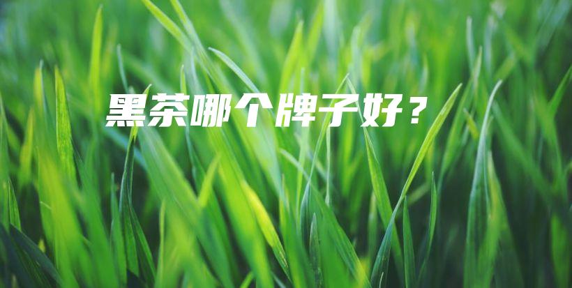 黑茶哪個牌子好？插圖