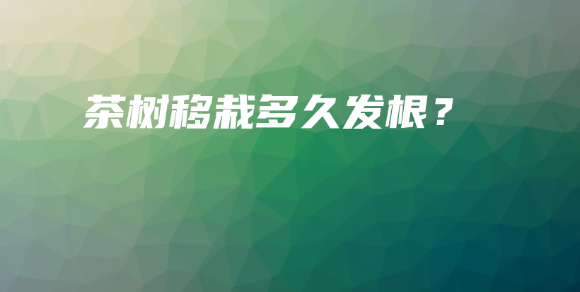 茶樹移栽多久發(fā)根？插圖