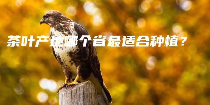 茶葉產(chǎn)地哪個(gè)省最適合種植？插圖