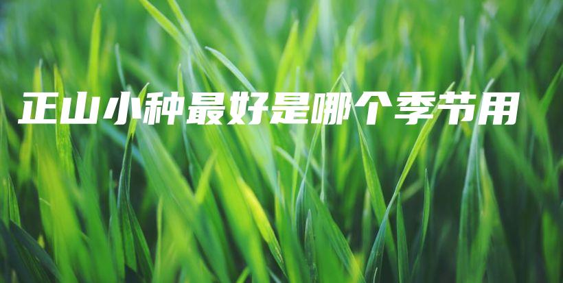 正山小種最好是哪個季節(jié)用插圖